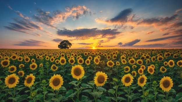A wide shot of a field of yellow sunflowers against a sunrise.